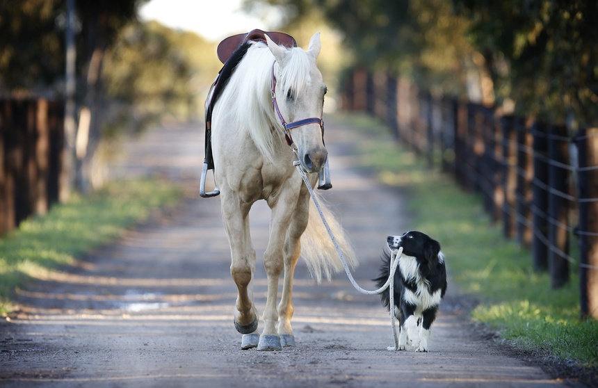 tierbehandlung